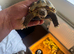 Horsefield tortoises