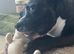 Rehome Staffy