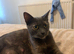 Outstanding Russian blue mixed kittens