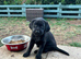 Labrador puppies