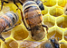 6 Frame Overwintered National Nuc of Bees 2027 Spring