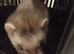 Beautiful 11-Week-Old Ferret Kits (One Silver, One Brown)