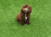 Cockapoo puppy for sale