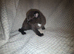 Two male black and white kittens