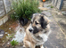 3 year old beige Caucasian shepherd
