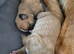 Chunky puppies