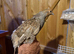 Grey Partridge Pairs