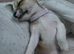 8 week old female Chihuahua