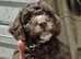Beautiful cockapoo babies avaiable