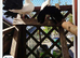 Black tailmark fantail doves permanently erected tails