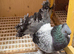 Indian fantail