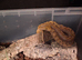 Super dwarf Reticulated python