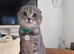 Female Scottish fold kitten