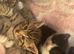 4 male kittens