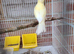 2 well bred raza canerys this year's birds