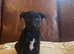 Beautiful Collie x Labrador