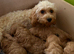 Cavapoo puppies