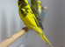 Budgies