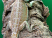Baby bearded dragons