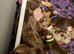 Miniature Dachshund boys