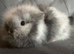 Last boy lionhead baby bunny for sale