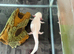 leucistic axolotl