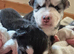 Malxhuskie pups