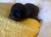 adorable little russian chihuahua