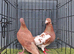 chocolate Red Muleman Breeder pair.