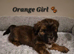 Beautiful shorkie puppies (Shih-tzu x Yorkshire terrier)- family raised