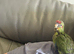 Hand reared kakariki