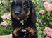Beautiful F1 Cockapoo Puppies Ready to View Licenced Domestic Breeder