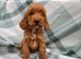 Cockapoo puppies