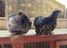 Gorgeous POL pekin hens
