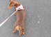Miniature DACHSHUND adult female