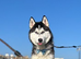 Beautiful KC/Pedigree Siberian Husky Puppies &ndash; Expected After 7th July