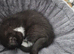 1 kittens ready NOW