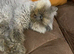 Pedigree Persian Female