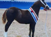 Sec C 7yr mare liver chestnut