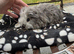 Texel boy guinea pigs