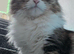 Beautiful mixed tabby cat for re homing