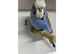 Exhibition Budgies