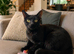 Adult female cat available