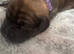 Cocker spaniel x Staffy x Sharpei