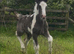 Black Pearl Tobiano Colt Foal