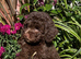 READY NOW! Stunning Labradoodles (Miniature) From Health tested parents