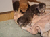 Main coon kittens