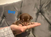 Chihuahua puppies