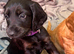 Working cocker spaniels