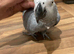 Tame and talkative African grey
